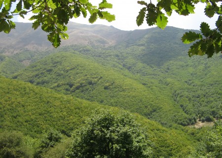 Vue de la forêt en Iran
