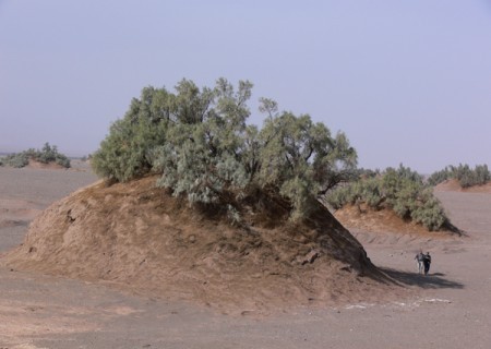 Arbres Nebka dans le désert d'Iran 
