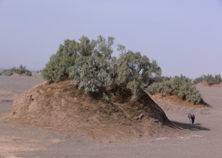 Nebka special Desert tree